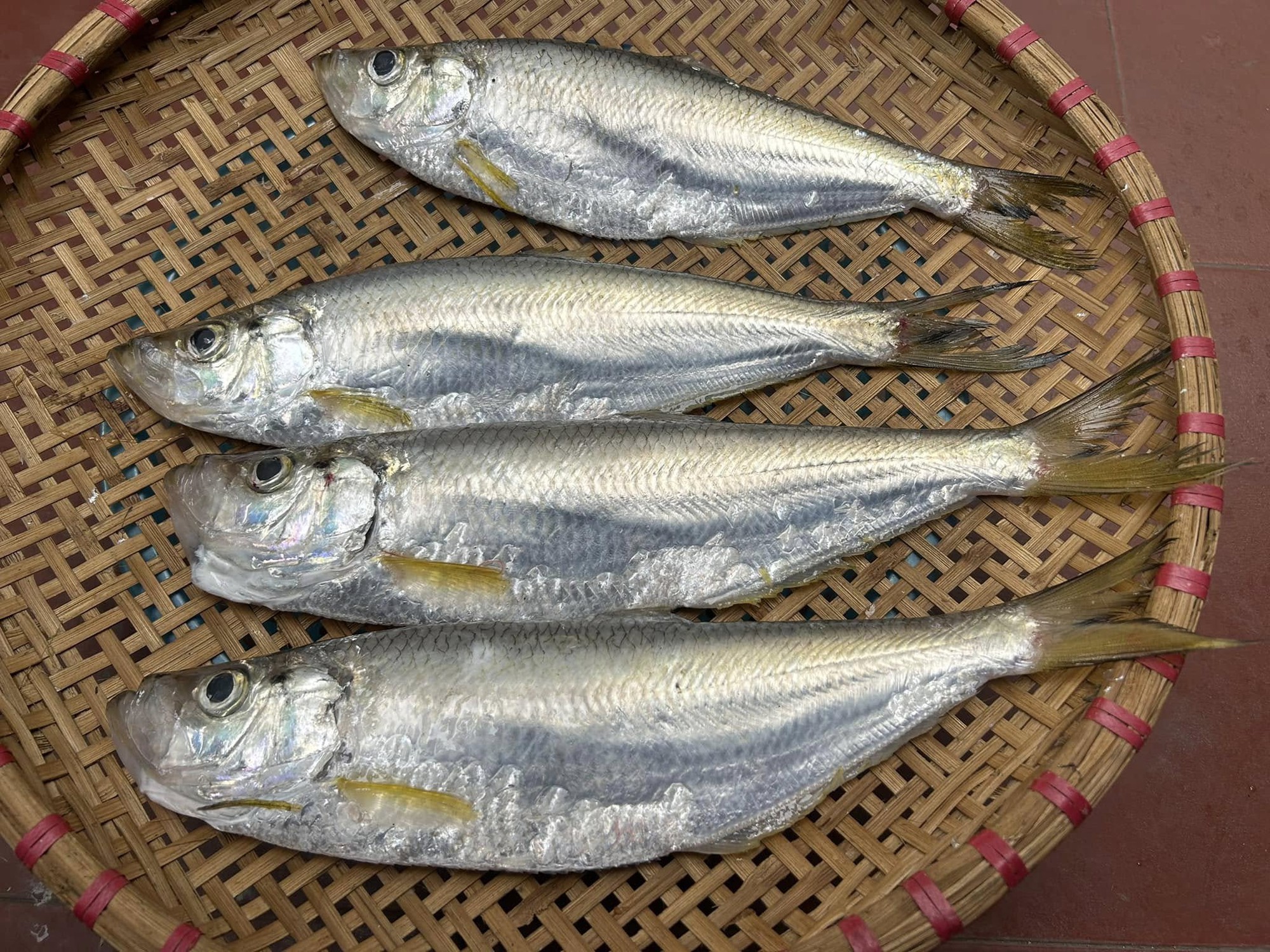 Loại c&aacute; được mệnh danh l&agrave; 