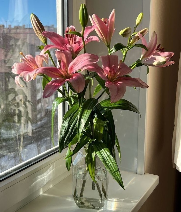 5 lo&agrave;i hoa đẹp nhưng nếu trưng ở ph&ograve;ng kh&aacute;ch th&igrave; rất nguy hiểm: C&oacute; loại rất được y&ecirc;u th&iacute;ch v&agrave;o dịp Tết- Ảnh 4.