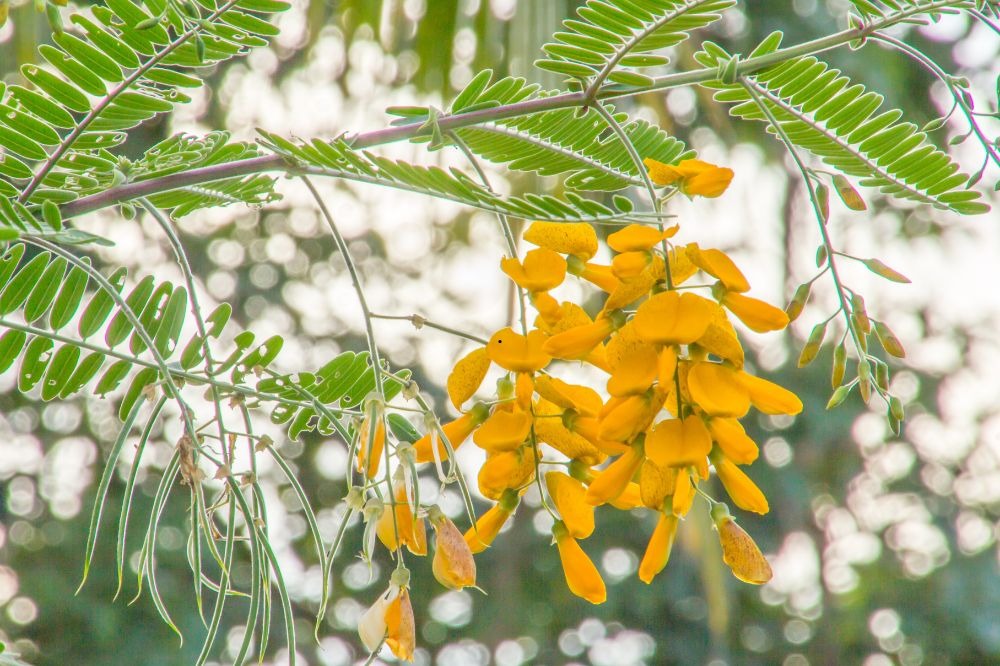 Đặc sản miền T&acirc;y: Xưa mọc dại bờ ao, nay th&agrave;nh 