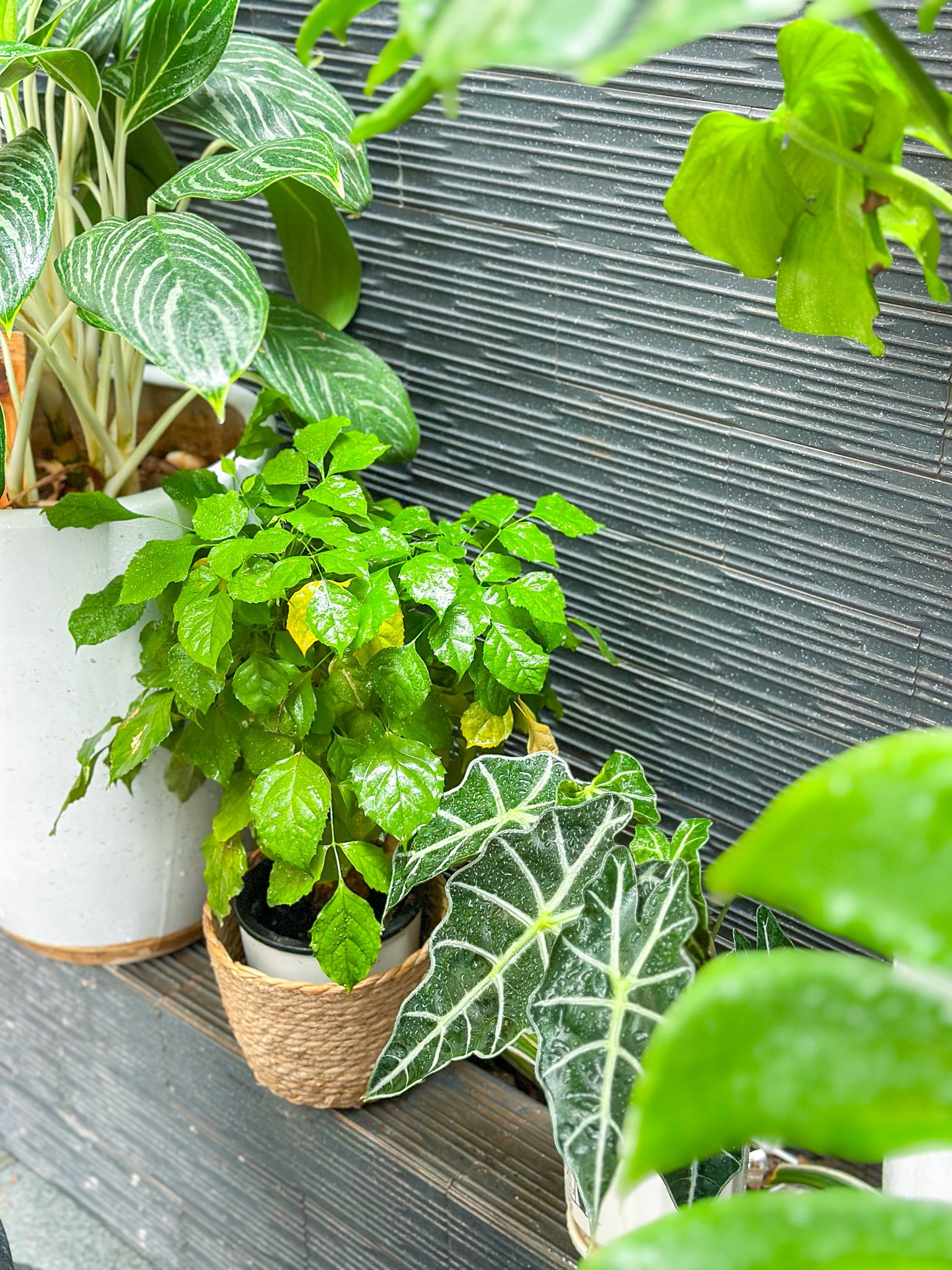 Mẹo dọn nh&agrave; 