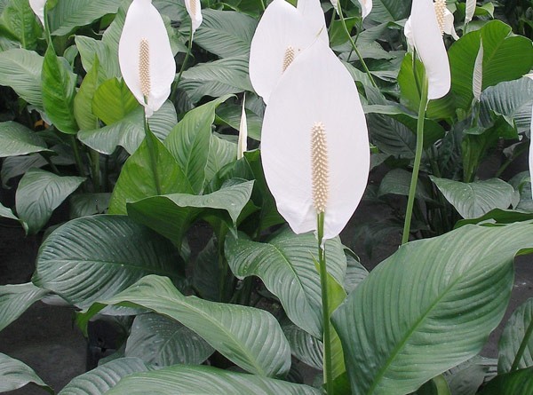 Kh&ocirc;ng phải ngẫu nhi&ecirc;n 10 nh&agrave; kh&aacute; giả th&igrave; 9 nh&agrave; đặt c&acirc;y ở ph&ograve;ng kh&aacute;ch: 5 loại c&acirc;y mang tới vượng kh&iacute;, tốt cho sức khỏe- Ảnh 4.