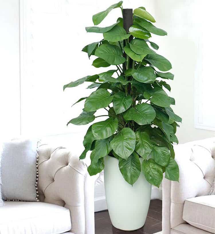 Kh&ocirc;ng phải ngẫu nhi&ecirc;n 10 nh&agrave; kh&aacute; giả th&igrave; 9 nh&agrave; đặt c&acirc;y ở ph&ograve;ng kh&aacute;ch: 5 loại c&acirc;y mang tới vượng kh&iacute;, tốt cho sức khỏe- Ảnh 2.