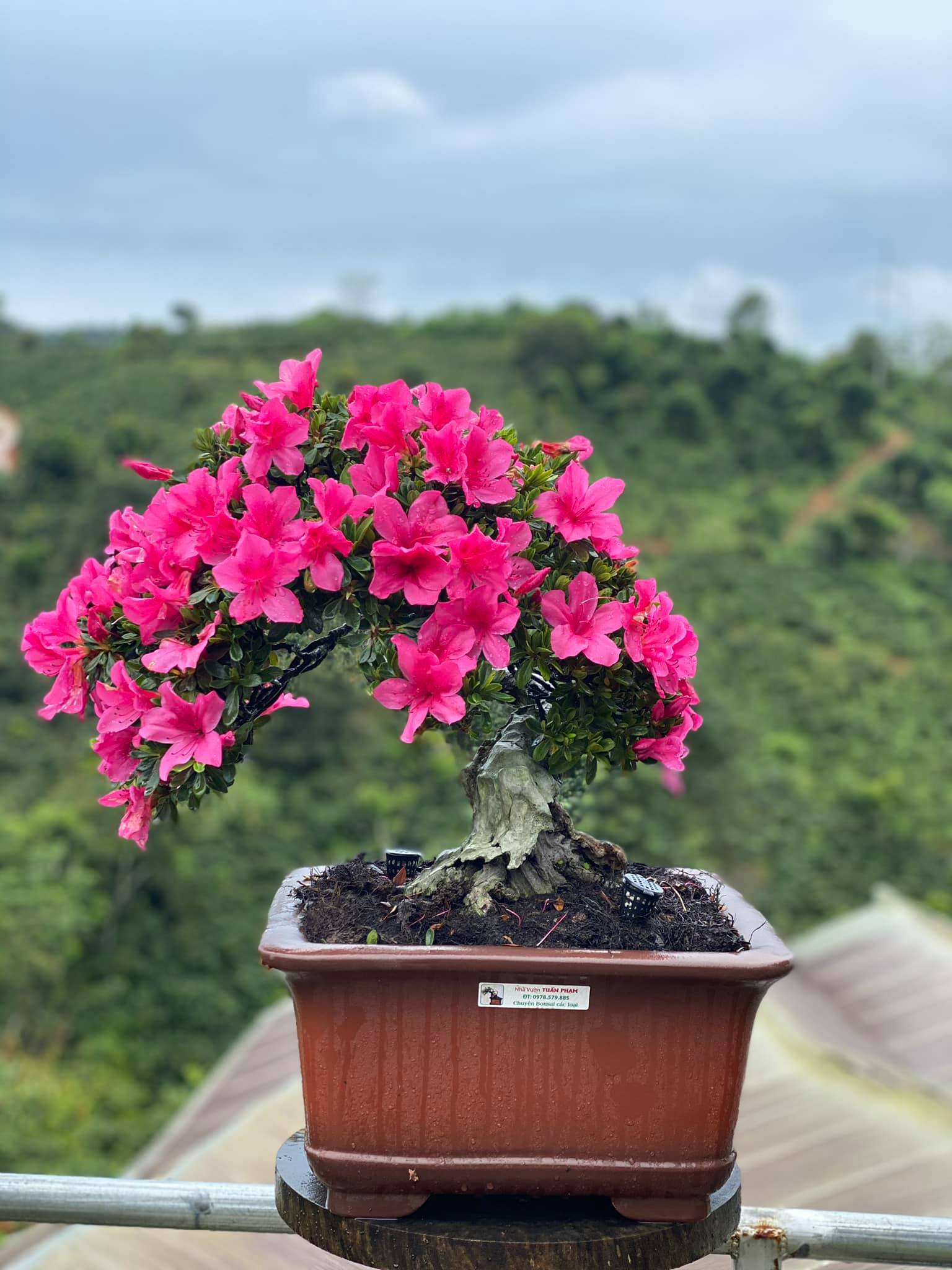 5 lo&agrave;i hoa đẹp nhưng nếu trưng ở ph&ograve;ng kh&aacute;ch th&igrave; rất nguy hiểm: C&oacute; loại rất được y&ecirc;u th&iacute;ch v&agrave;o dịp Tết- Ảnh 1.