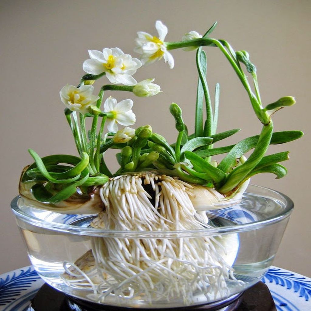 5 lo&agrave;i hoa đẹp nhưng nếu trưng ở ph&ograve;ng kh&aacute;ch th&igrave; rất nguy hiểm: C&oacute; loại rất được y&ecirc;u th&iacute;ch v&agrave;o dịp Tết- Ảnh 5.