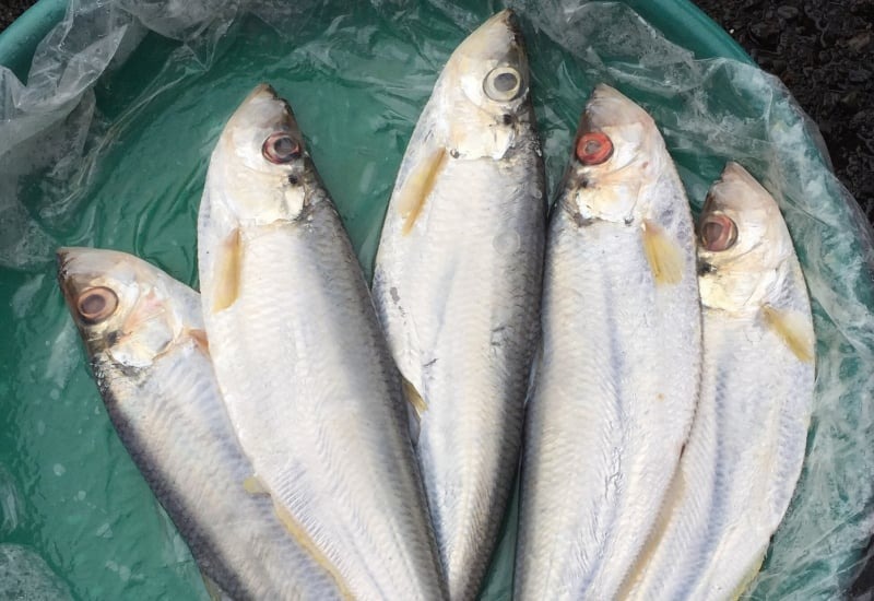 Loại c&aacute; được mệnh danh l&agrave; 