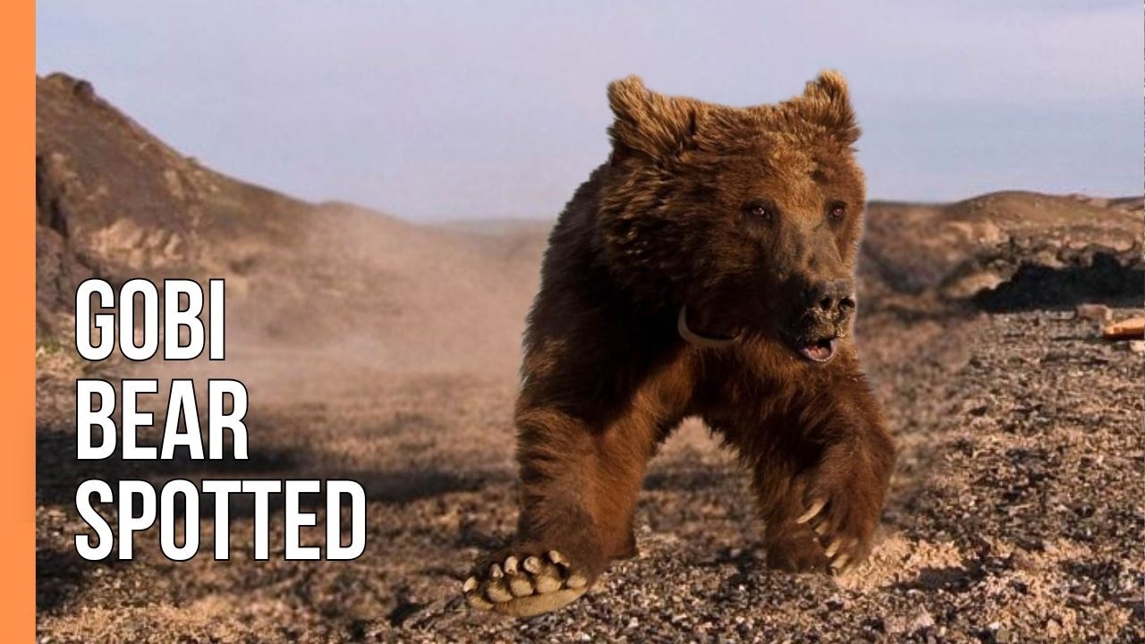 Hiếm hơn cả gấu tr&uacute;c: 