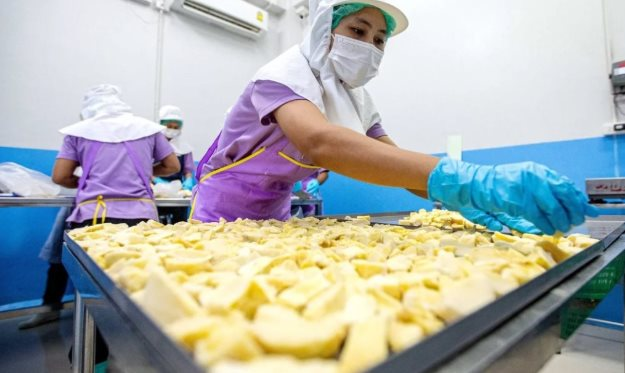 Đối thủ sầu ri&ecirc;ng Việt Nam, Th&aacute;i Lan bất ngờ đ&oacute;n tin buồn: Nhiều giống cao cấp gi&aacute; thấp nhất 10 năm, nh&agrave; vườn lao đao- Ảnh 1.