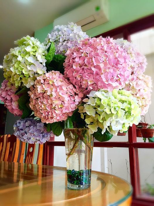 5 lo&agrave;i hoa đẹp nhưng nếu trưng ở ph&ograve;ng kh&aacute;ch th&igrave; rất nguy hiểm: C&oacute; loại rất được y&ecirc;u th&iacute;ch v&agrave;o dịp Tết- Ảnh 3.