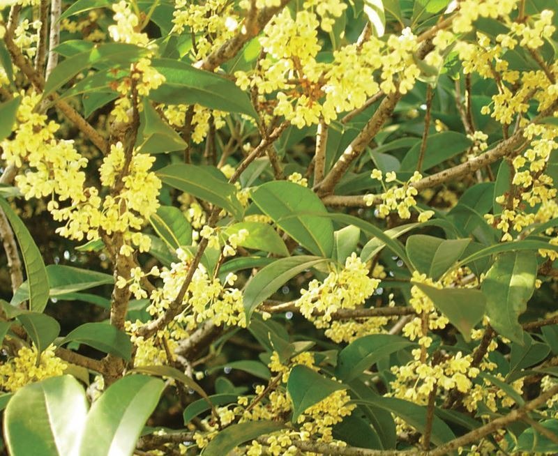 Ph&aacute;t ghen với nh&agrave; n&agrave;o trồng 4 c&acirc;y n&agrave;y: Hoa thơm quả đẹp, v&iacute; như 