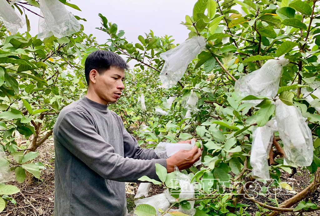Thương l&aacute;i tấp nập v&agrave;o tận vườn thu mua loại quả gi&ograve;n, ngọt đậm, người d&acirc;n Hưng Y&ecirc;n kiếm bộn tiền- Ảnh 2.
