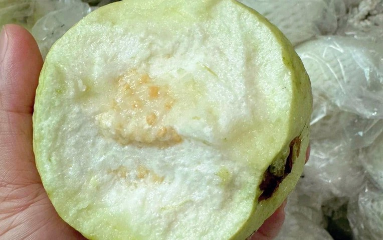 Thương l&aacute;i tấp nập v&agrave;o tận vườn thu mua loại quả gi&ograve;n, ngọt đậm, người d&acirc;n Hưng Y&ecirc;n kiếm bộn tiền- Ảnh 1.