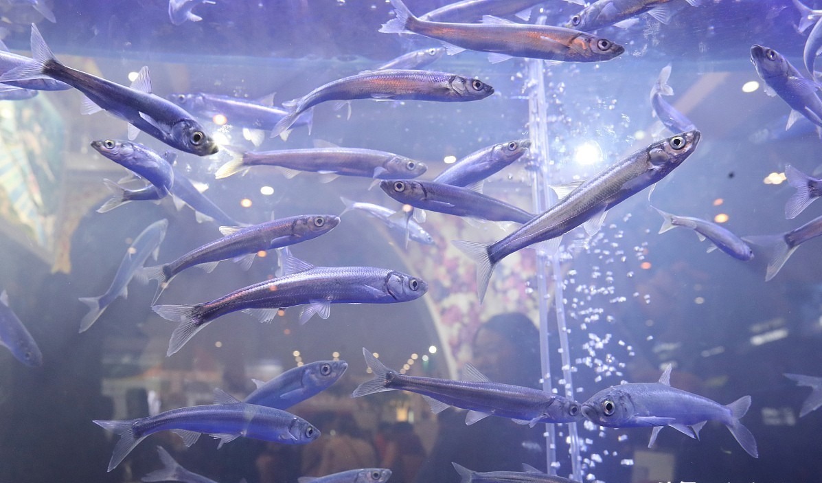 B&iacute; ẩn về lo&agrave;i c&aacute; đ&atilde; biến mất 21 năm nhưng lại được t&igrave;m thấy trong ao nước h&ocirc;i thối s&acirc;u 40cm, tất cả l&agrave; nhờ con người bỏ mặc?- Ảnh 4.