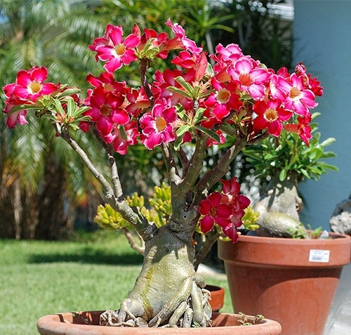 Ph&aacute;t ghen với nh&agrave; n&agrave;o trồng 4 c&acirc;y n&agrave;y: Hoa thơm quả đẹp, v&iacute; như 