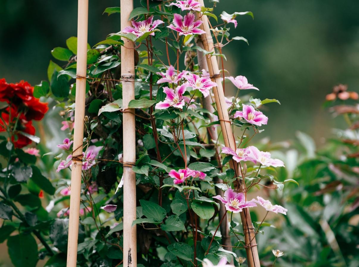 7 loại c&acirc;y trồng trong nh&agrave;&nbsp;c&oacute; thể đem lại vận xui, trước khi mua h&atilde;y c&acirc;n nhắc kỹ- Ảnh 3.