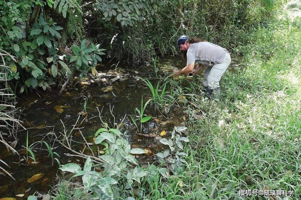 B&iacute; ẩn về lo&agrave;i c&aacute; đ&atilde; biến mất 21 năm nhưng lại được t&igrave;m thấy trong ao nước h&ocirc;i thối s&acirc;u 40cm, tất cả l&agrave; nhờ con người bỏ mặc?- Ảnh 1.