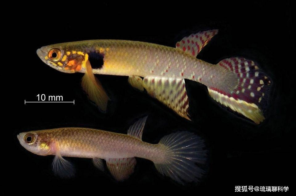 B&iacute; ẩn về lo&agrave;i c&aacute; đ&atilde; biến mất 21 năm nhưng lại được t&igrave;m thấy trong ao nước h&ocirc;i thối s&acirc;u 40cm, tất cả l&agrave; nhờ con người bỏ mặc?- Ảnh 2.