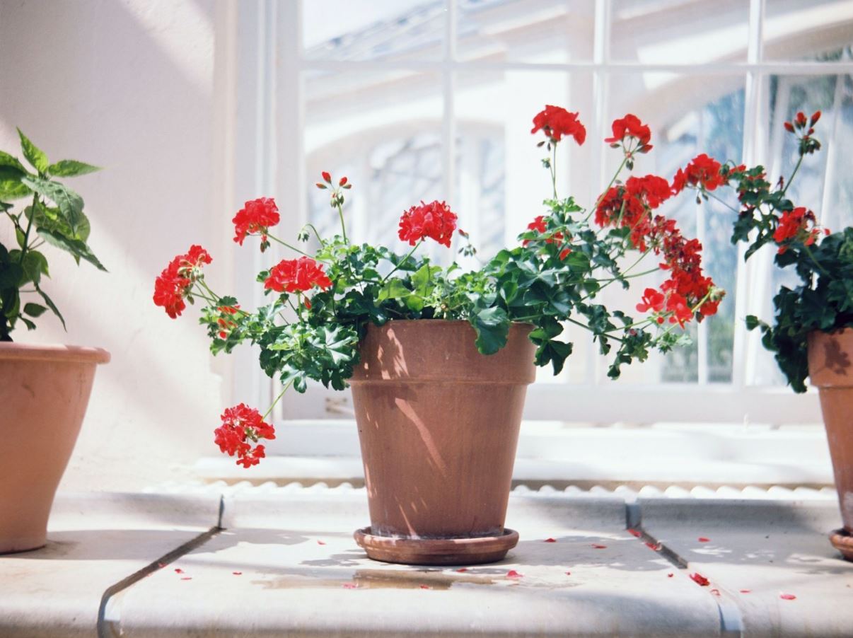 7 loại c&acirc;y trồng trong nh&agrave;&nbsp;c&oacute; thể đem lại vận xui, trước khi mua h&atilde;y c&acirc;n nhắc kỹ- Ảnh 2.