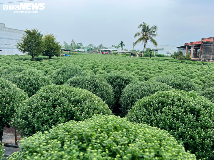Hoa Tết nở sớm, nh&agrave; vườn đứng ngồi kh&ocirc;ng y&ecirc;n- Ảnh 1.