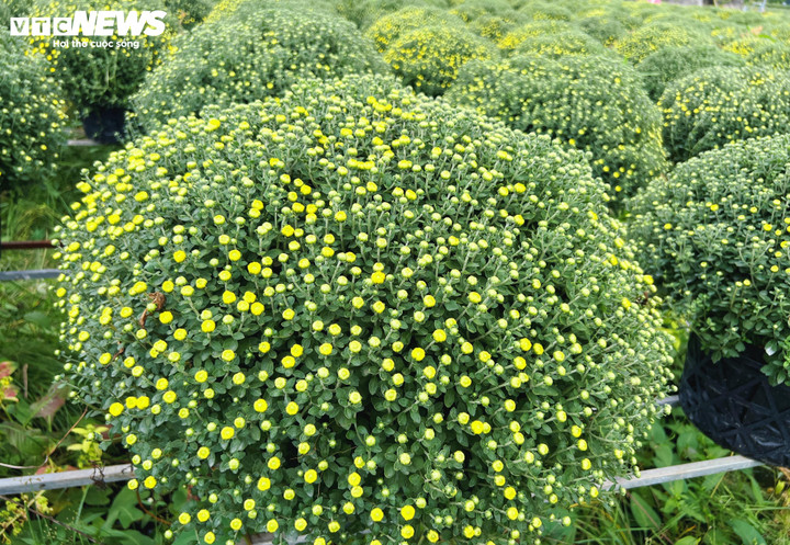 Hoa Tết nở sớm, nh&agrave; vườn đứng ngồi kh&ocirc;ng y&ecirc;n- Ảnh 2.