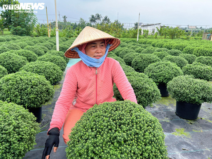 Hoa Tết nở sớm, nh&agrave; vườn đứng ngồi kh&ocirc;ng y&ecirc;n- Ảnh 3.