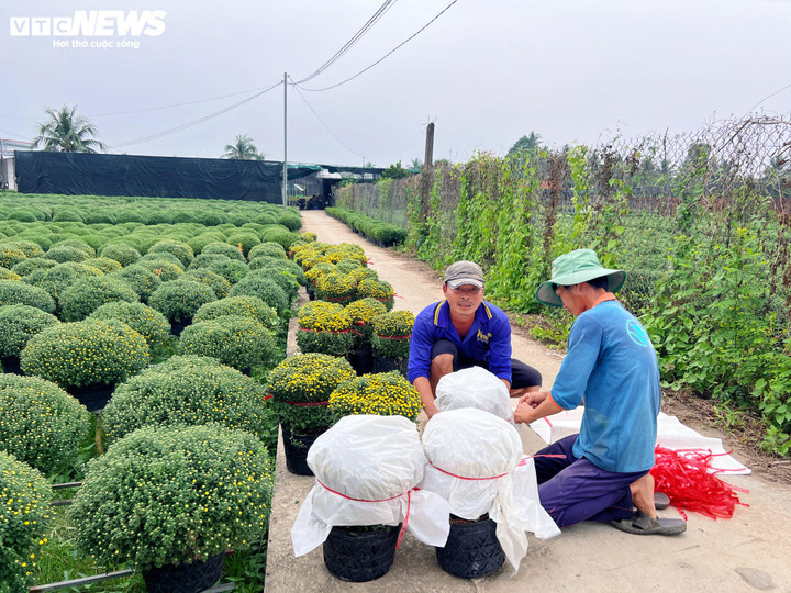 Hoa Tết nở sớm, nh&agrave; vườn đứng ngồi kh&ocirc;ng y&ecirc;n- Ảnh 4.