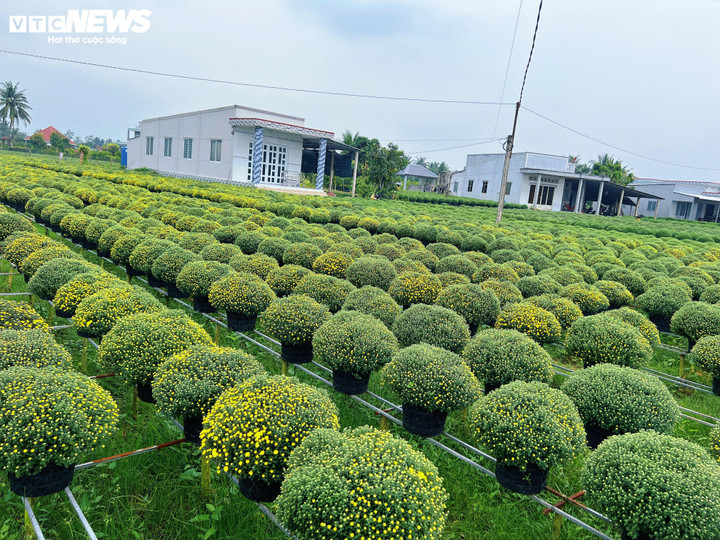 Hoa Tết nở sớm, nh&agrave; vườn đứng ngồi kh&ocirc;ng y&ecirc;n- Ảnh 5.
