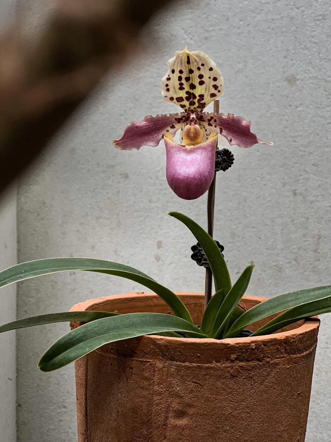 Ch&aacute;n lan hồ điệp? Tết n&agrave;y thử rước "chiếc h&agrave;i của Nữ thần" về nh&agrave;, kh&aacute;ch đến chơi ai cũng trầm trồ- Ảnh 3.