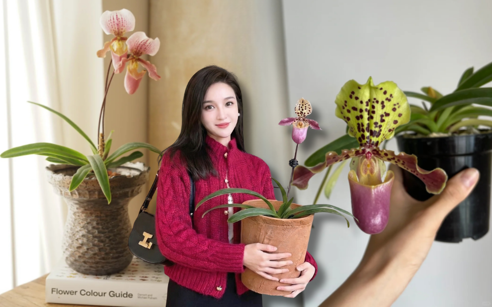 Ch&aacute;n lan hồ điệp? Tết n&agrave;y thử rước "chiếc h&agrave;i của Nữ thần" về nh&agrave;, kh&aacute;ch đến chơi ai cũng trầm trồ- Ảnh 1.