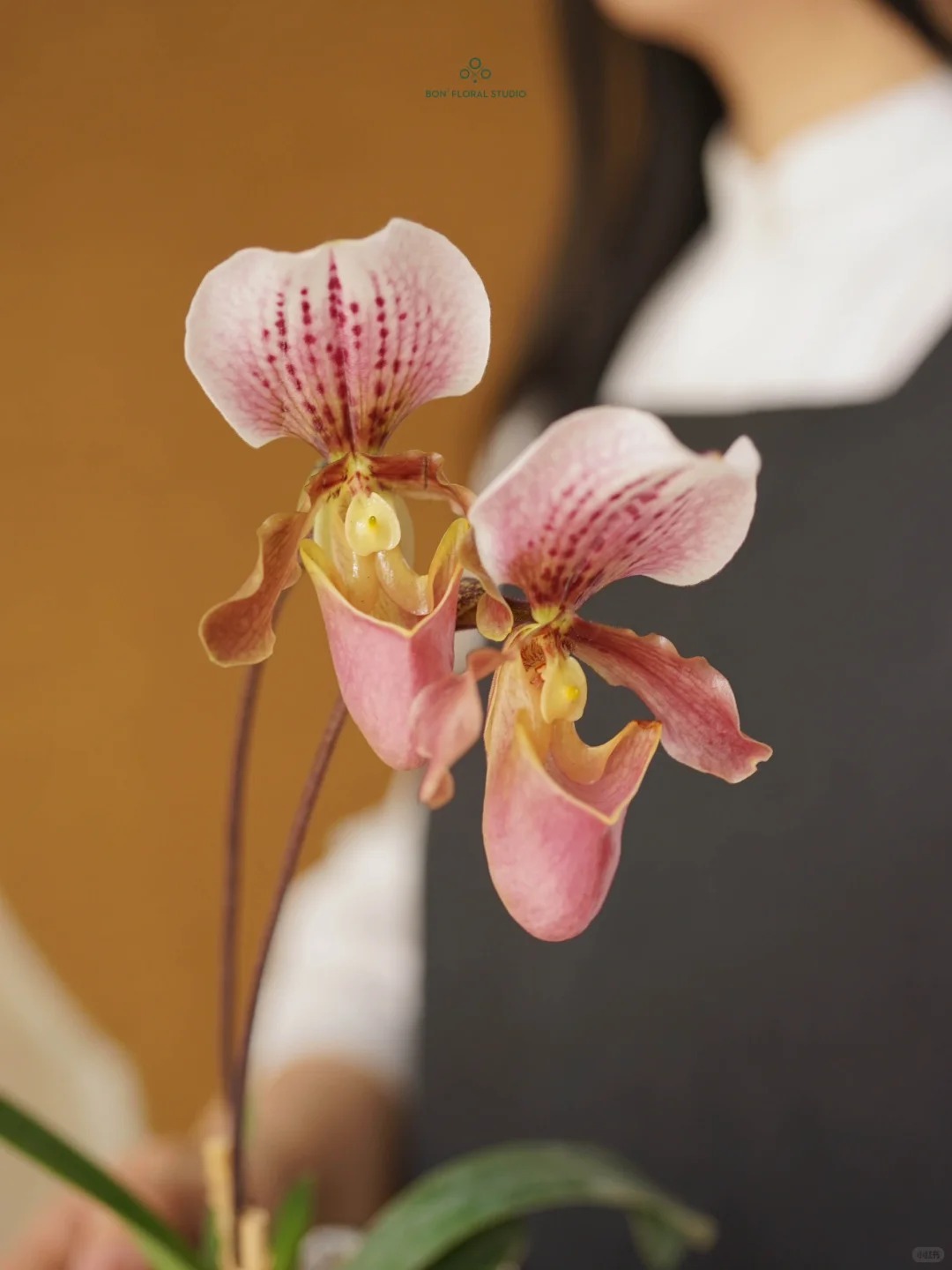 Ch&aacute;n lan hồ điệp? Tết n&agrave;y thử rước "chiếc h&agrave;i của Nữ thần" về nh&agrave;, kh&aacute;ch đến chơi ai cũng trầm trồ- Ảnh 19.