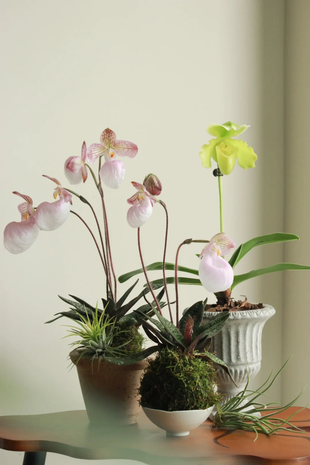 Ch&aacute;n lan hồ điệp? Tết n&agrave;y thử rước "chiếc h&agrave;i của Nữ thần" về nh&agrave;, kh&aacute;ch đến chơi ai cũng trầm trồ- Ảnh 5.