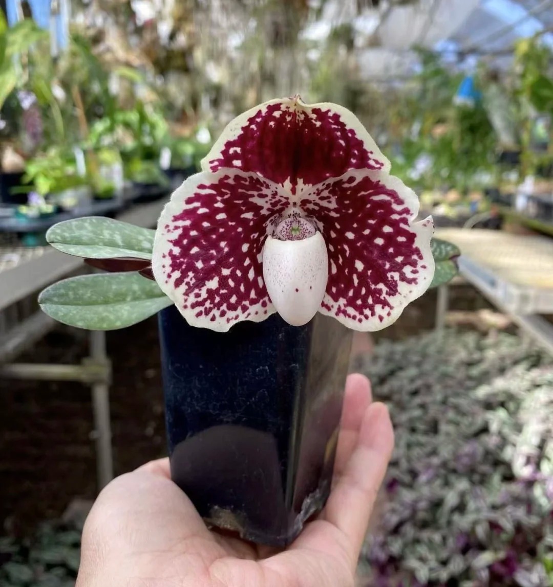 Ch&aacute;n lan hồ điệp? Tết n&agrave;y thử rước "chiếc h&agrave;i của Nữ thần" về nh&agrave;, kh&aacute;ch đến chơi ai cũng trầm trồ- Ảnh 15.