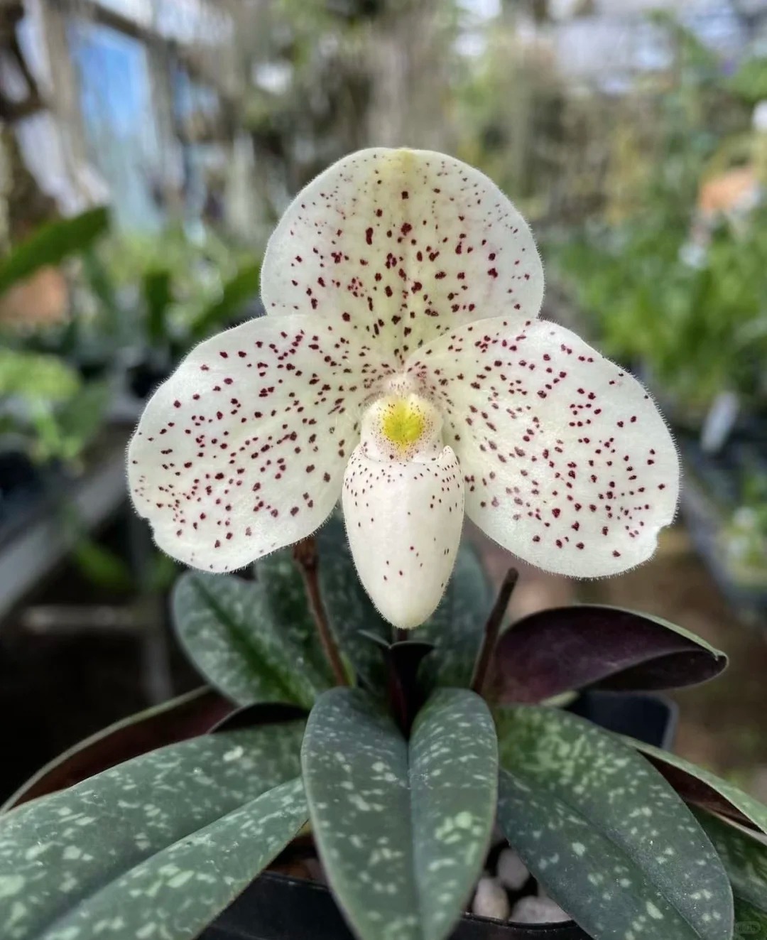 Ch&aacute;n lan hồ điệp? Tết n&agrave;y thử rước "chiếc h&agrave;i của Nữ thần" về nh&agrave;, kh&aacute;ch đến chơi ai cũng trầm trồ- Ảnh 14.