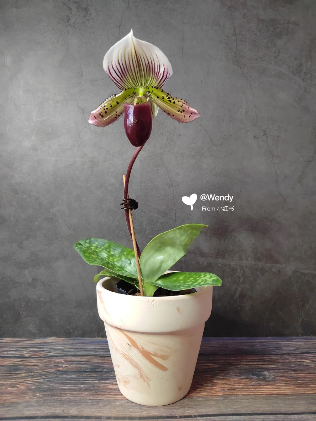 Ch&aacute;n lan hồ điệp? Tết n&agrave;y thử rước "chiếc h&agrave;i của Nữ thần" về nh&agrave;, kh&aacute;ch đến chơi ai cũng trầm trồ- Ảnh 7.