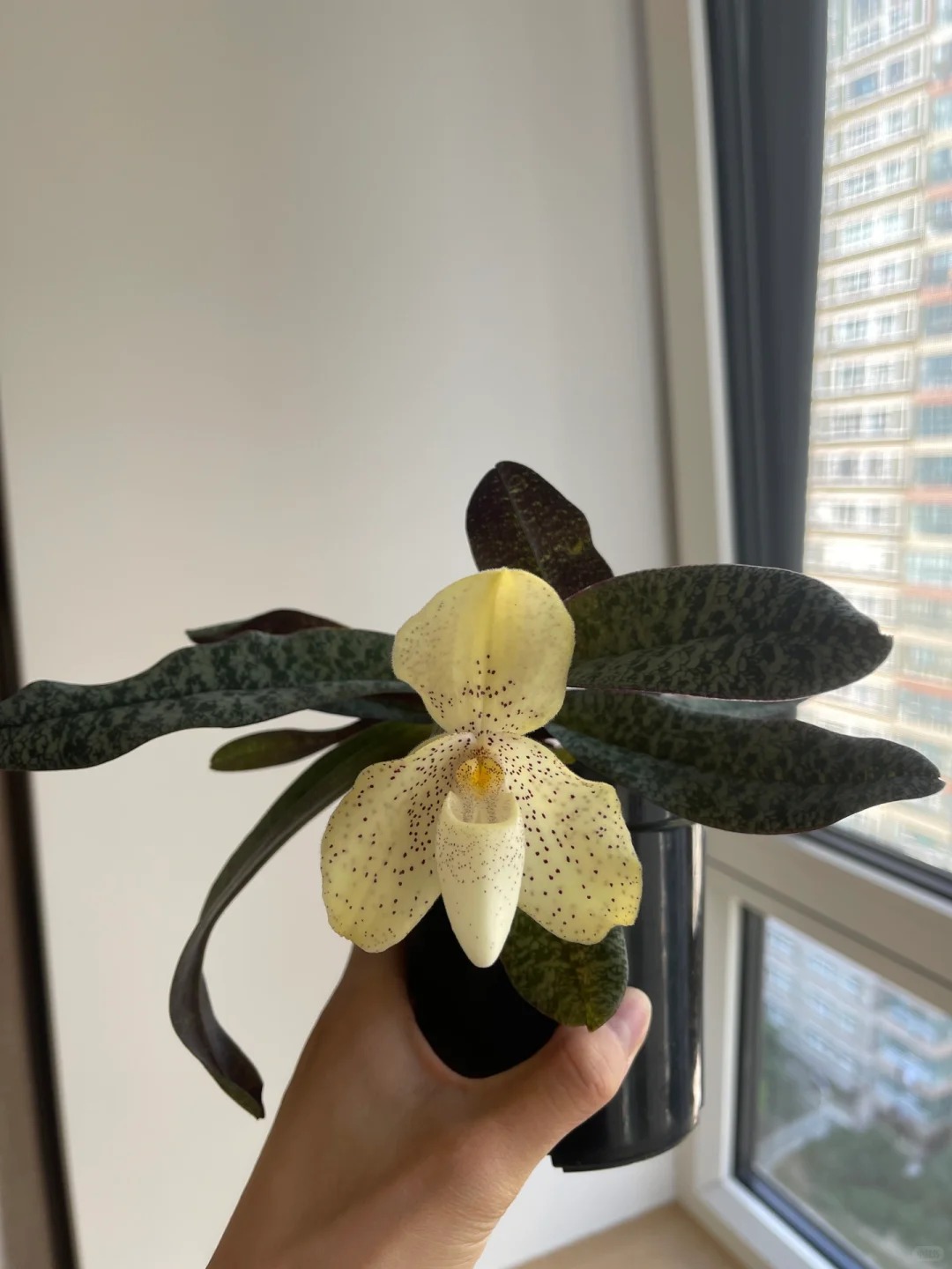 Ch&aacute;n lan hồ điệp? Tết n&agrave;y thử rước "chiếc h&agrave;i của Nữ thần" về nh&agrave;, kh&aacute;ch đến chơi ai cũng trầm trồ- Ảnh 9.