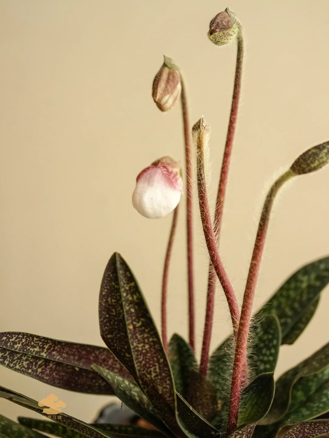 Ch&aacute;n lan hồ điệp? Tết n&agrave;y thử rước "chiếc h&agrave;i của Nữ thần" về nh&agrave;, kh&aacute;ch đến chơi ai cũng trầm trồ- Ảnh 20.