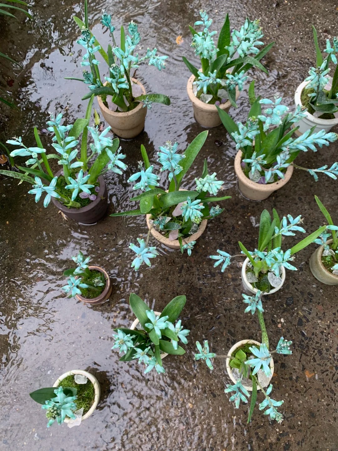 Kh&aacute;ch đến chơi Tết tưởng gia chủ cắm hoa giả, lại gần mới ngỡ ng&agrave;ng trước vẻ đẹp của lo&agrave;i "Lan Ngọc B&iacute;ch" nở ra đ&aacute; qu&yacute;, h&uacute;t lộc v&agrave;o nh&agrave;, ai nh&igrave;n cũng m&ecirc;- Ảnh 9.