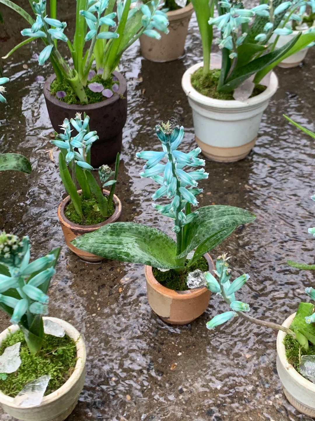 Kh&aacute;ch đến chơi Tết tưởng gia chủ cắm hoa giả, lại gần mới ngỡ ng&agrave;ng trước vẻ đẹp của lo&agrave;i "Lan Ngọc B&iacute;ch" nở ra đ&aacute; qu&yacute;, h&uacute;t lộc v&agrave;o nh&agrave;, ai nh&igrave;n cũng m&ecirc;- Ảnh 8.