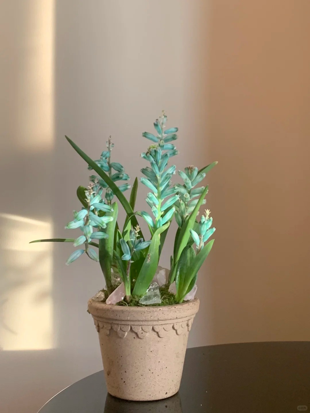 Kh&aacute;ch đến chơi Tết tưởng gia chủ cắm hoa giả, lại gần mới ngỡ ng&agrave;ng trước vẻ đẹp của lo&agrave;i "Lan Ngọc B&iacute;ch" nở ra đ&aacute; qu&yacute;, h&uacute;t lộc v&agrave;o nh&agrave;, ai nh&igrave;n cũng m&ecirc;- Ảnh 21.