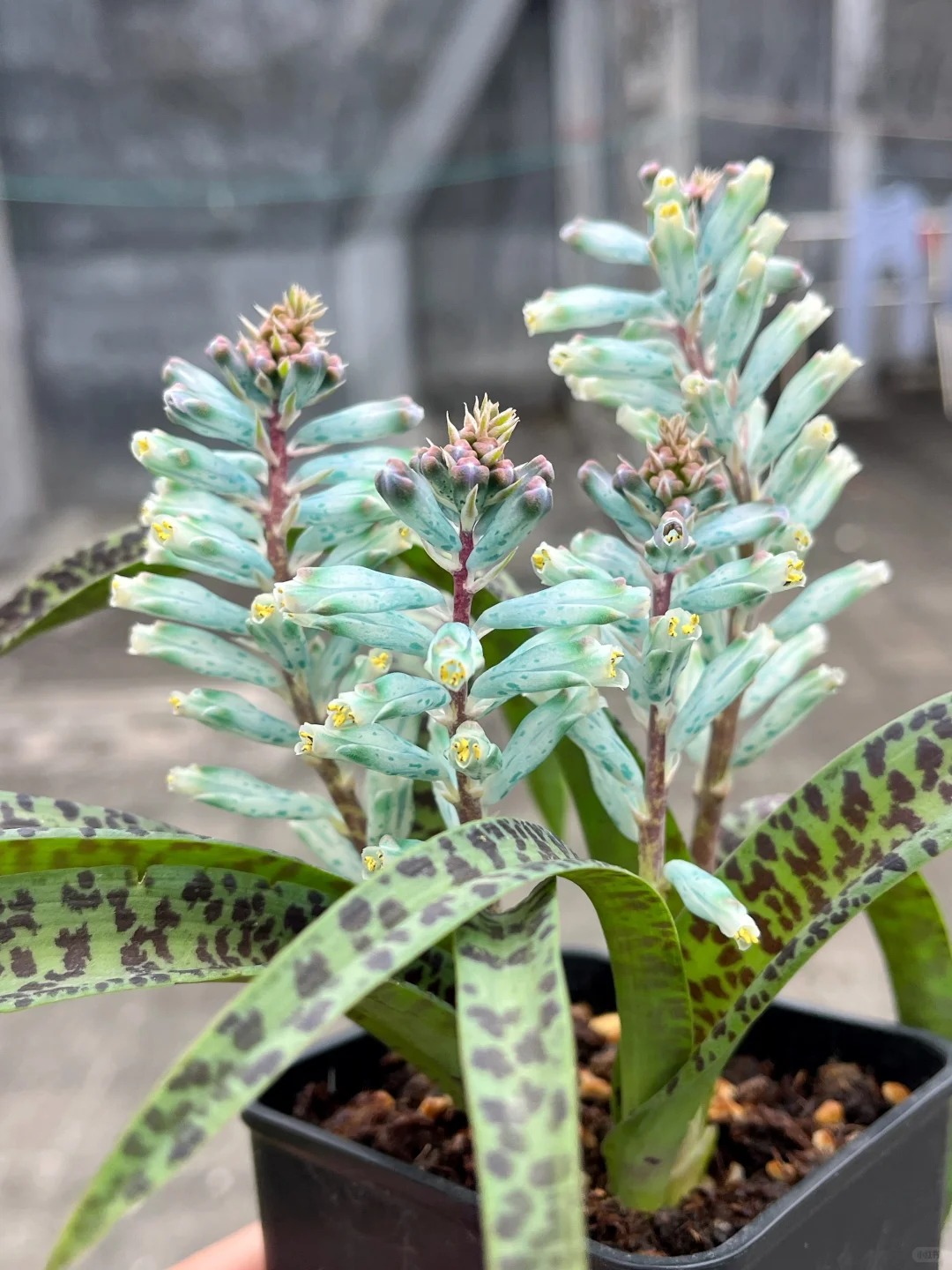 Kh&aacute;ch đến chơi Tết tưởng gia chủ cắm hoa giả, lại gần mới ngỡ ng&agrave;ng trước vẻ đẹp của lo&agrave;i "Lan Ngọc B&iacute;ch" nở ra đ&aacute; qu&yacute;, h&uacute;t lộc v&agrave;o nh&agrave;, ai nh&igrave;n cũng m&ecirc;- Ảnh 13.