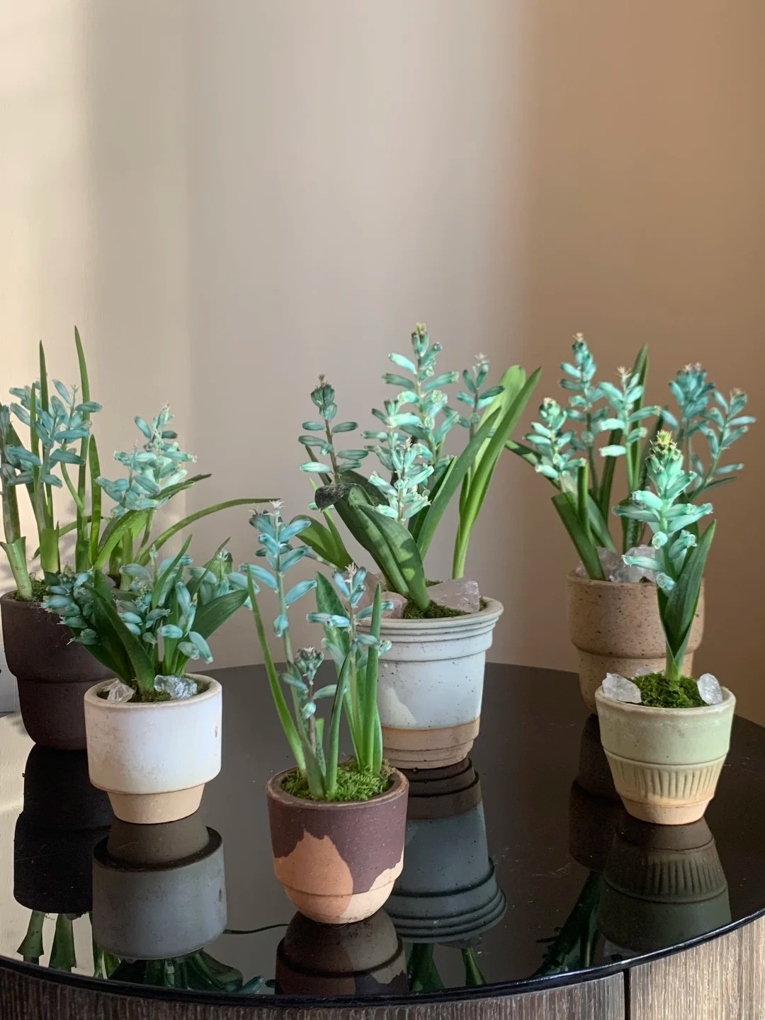 Kh&aacute;ch đến chơi Tết tưởng gia chủ cắm hoa giả, lại gần mới ngỡ ng&agrave;ng trước vẻ đẹp của lo&agrave;i "Lan Ngọc B&iacute;ch" nở ra đ&aacute; qu&yacute;, h&uacute;t lộc v&agrave;o nh&agrave;, ai nh&igrave;n cũng m&ecirc;- Ảnh 25.