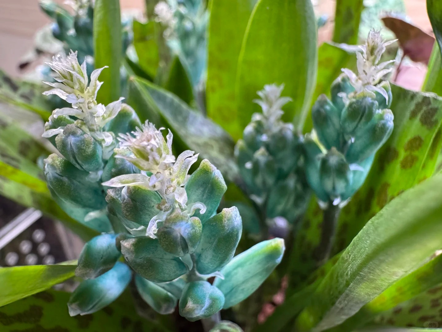 Kh&aacute;ch đến chơi Tết tưởng gia chủ cắm hoa giả, lại gần mới ngỡ ng&agrave;ng trước vẻ đẹp của lo&agrave;i "Lan Ngọc B&iacute;ch" nở ra đ&aacute; qu&yacute;, h&uacute;t lộc v&agrave;o nh&agrave;, ai nh&igrave;n cũng m&ecirc;- Ảnh 6.