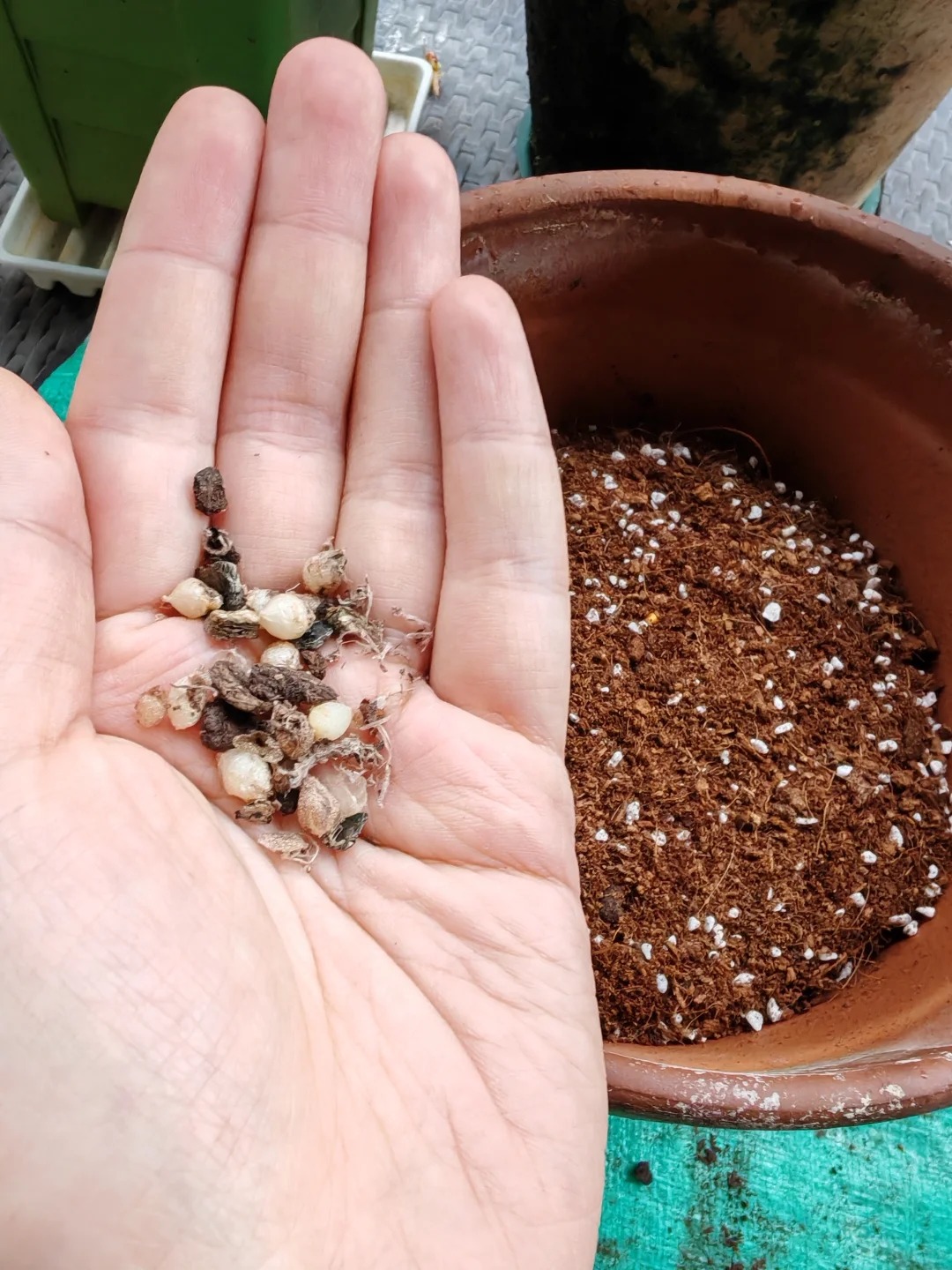 Kh&aacute;ch đến chơi Tết tưởng gia chủ cắm hoa giả, lại gần mới ngỡ ng&agrave;ng trước vẻ đẹp của lo&agrave;i "Lan Ngọc B&iacute;ch" nở ra đ&aacute; qu&yacute;, h&uacute;t lộc v&agrave;o nh&agrave;, ai nh&igrave;n cũng m&ecirc;- Ảnh 14.