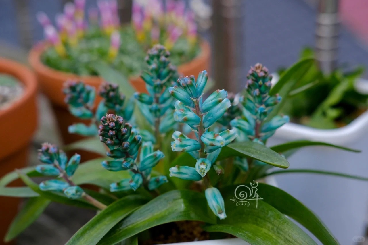 Kh&aacute;ch đến chơi Tết tưởng gia chủ cắm hoa giả, lại gần mới ngỡ ng&agrave;ng trước vẻ đẹp của lo&agrave;i "Lan Ngọc B&iacute;ch" nở ra đ&aacute; qu&yacute;, h&uacute;t lộc v&agrave;o nh&agrave;, ai nh&igrave;n cũng m&ecirc;- Ảnh 7.