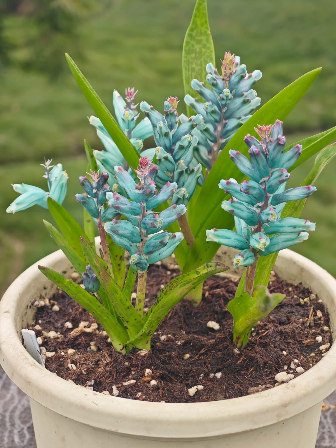 Kh&aacute;ch đến chơi Tết tưởng gia chủ cắm hoa giả, lại gần mới ngỡ ng&agrave;ng trước vẻ đẹp của lo&agrave;i "Lan Ngọc B&iacute;ch" nở ra đ&aacute; qu&yacute;, h&uacute;t lộc v&agrave;o nh&agrave;, ai nh&igrave;n cũng m&ecirc;- Ảnh 19.