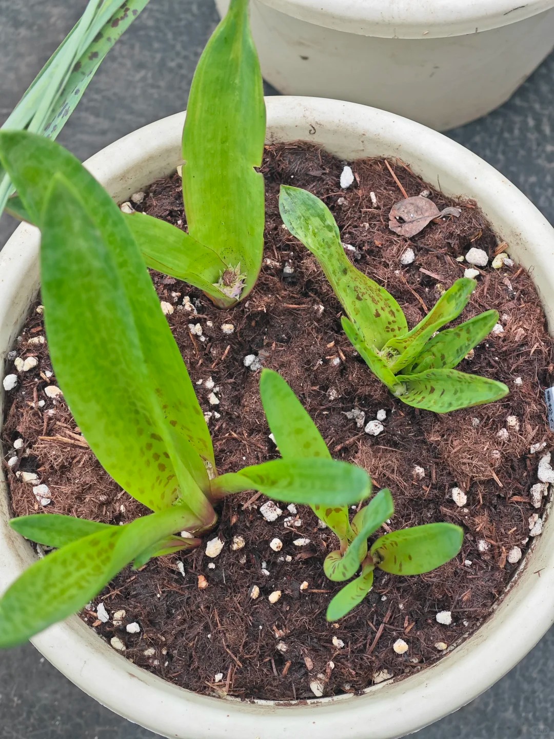 Kh&aacute;ch đến chơi Tết tưởng gia chủ cắm hoa giả, lại gần mới ngỡ ng&agrave;ng trước vẻ đẹp của lo&agrave;i "Lan Ngọc B&iacute;ch" nở ra đ&aacute; qu&yacute;, h&uacute;t lộc v&agrave;o nh&agrave;, ai nh&igrave;n cũng m&ecirc;- Ảnh 15.