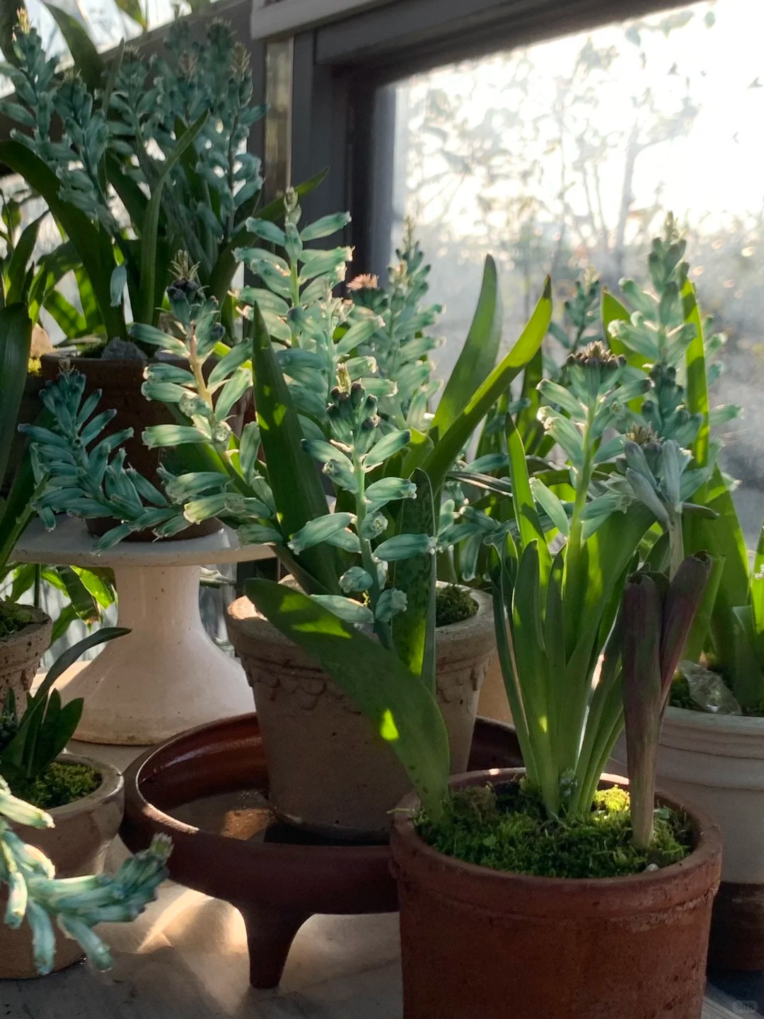 Kh&aacute;ch đến chơi Tết tưởng gia chủ cắm hoa giả, lại gần mới ngỡ ng&agrave;ng trước vẻ đẹp của lo&agrave;i "Lan Ngọc B&iacute;ch" nở ra đ&aacute; qu&yacute;, h&uacute;t lộc v&agrave;o nh&agrave;, ai nh&igrave;n cũng m&ecirc;- Ảnh 12.