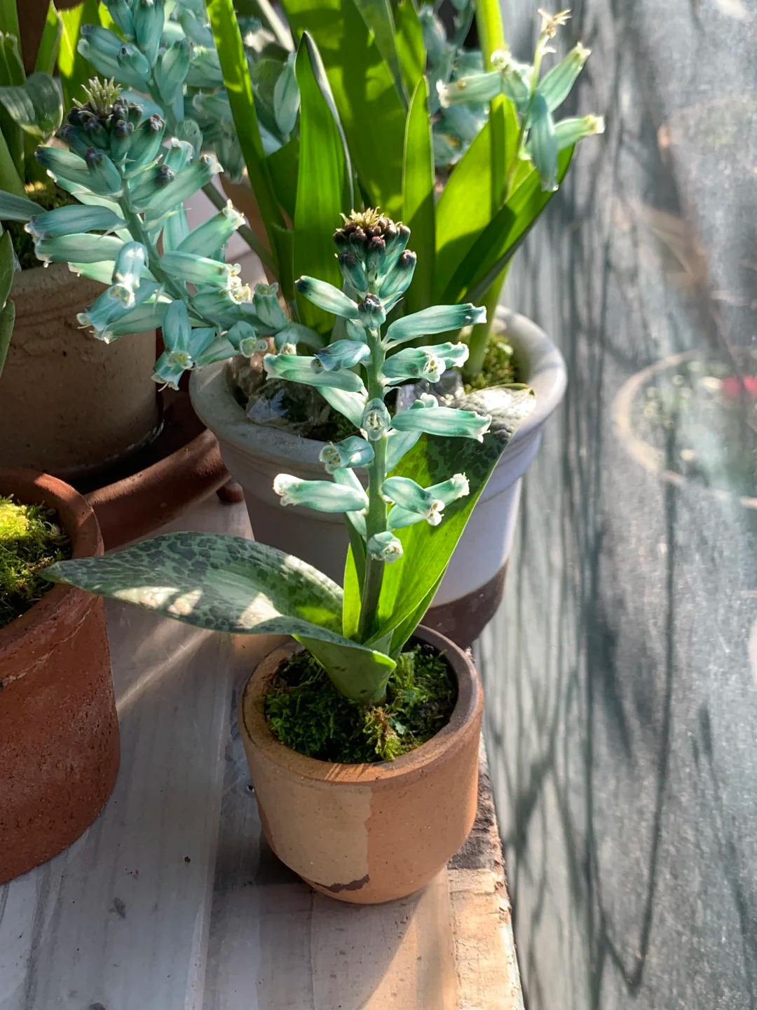 Kh&aacute;ch đến chơi Tết tưởng gia chủ cắm hoa giả, lại gần mới ngỡ ng&agrave;ng trước vẻ đẹp của lo&agrave;i "Lan Ngọc B&iacute;ch" nở ra đ&aacute; qu&yacute;, h&uacute;t lộc v&agrave;o nh&agrave;, ai nh&igrave;n cũng m&ecirc;- Ảnh 11.