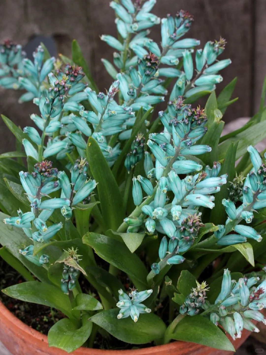 Kh&aacute;ch đến chơi Tết tưởng gia chủ cắm hoa giả, lại gần mới ngỡ ng&agrave;ng trước vẻ đẹp của lo&agrave;i "Lan Ngọc B&iacute;ch" nở ra đ&aacute; qu&yacute;, h&uacute;t lộc v&agrave;o nh&agrave;, ai nh&igrave;n cũng m&ecirc;- Ảnh 4.