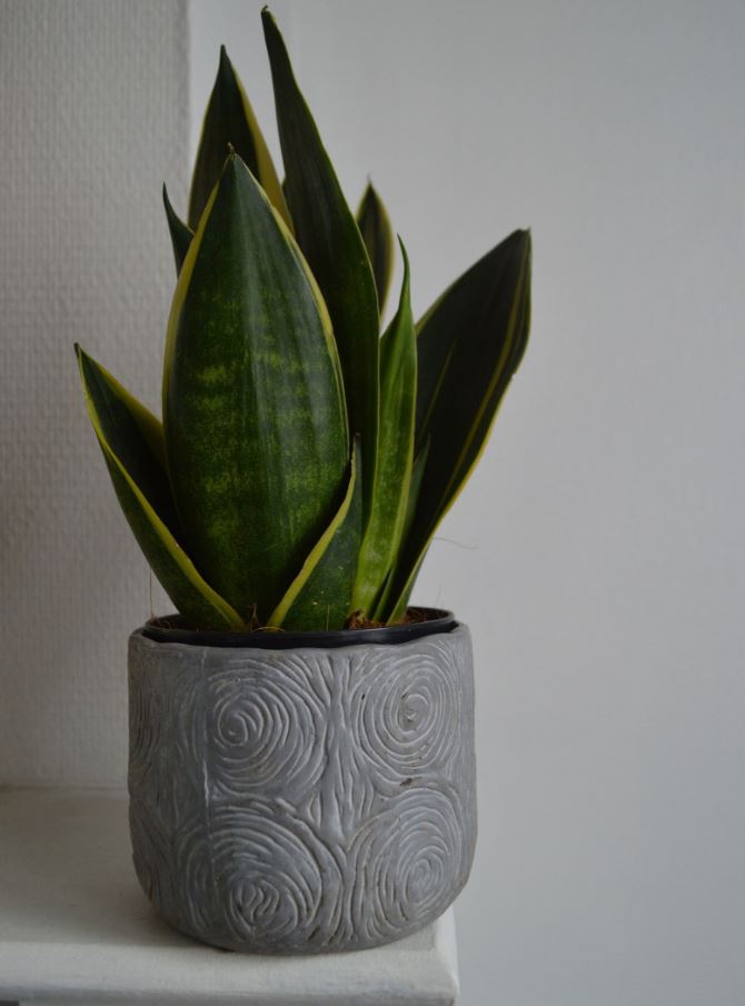 7 loại c&acirc;y trồng trong nh&agrave;&nbsp;c&oacute; thể đem lại vận xui, trước khi mua h&atilde;y c&acirc;n nhắc kỹ- Ảnh 6.