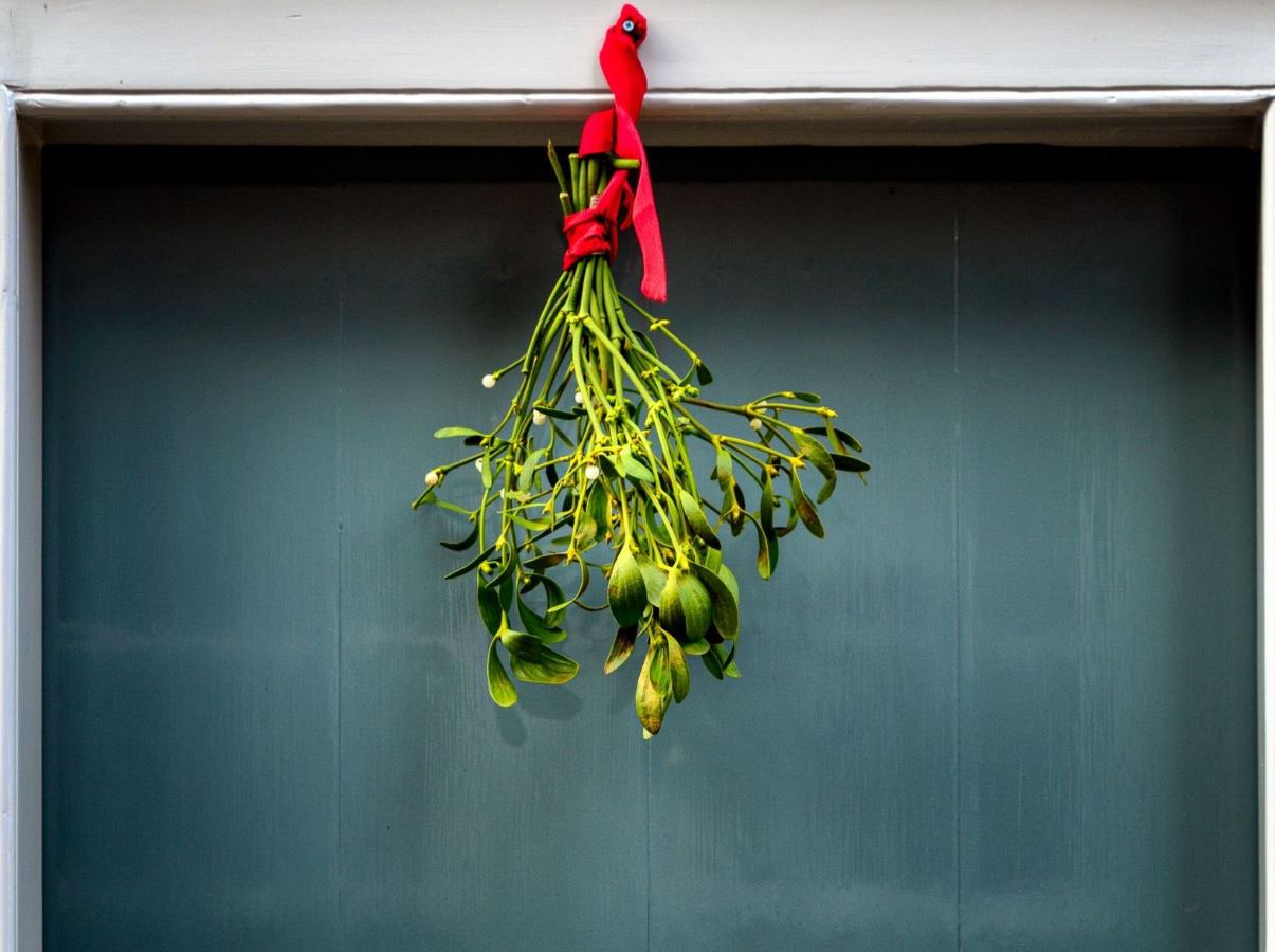 7 loại c&acirc;y trồng trong nh&agrave;&nbsp;c&oacute; thể đem lại vận xui, trước khi mua h&atilde;y c&acirc;n nhắc kỹ- Ảnh 4.